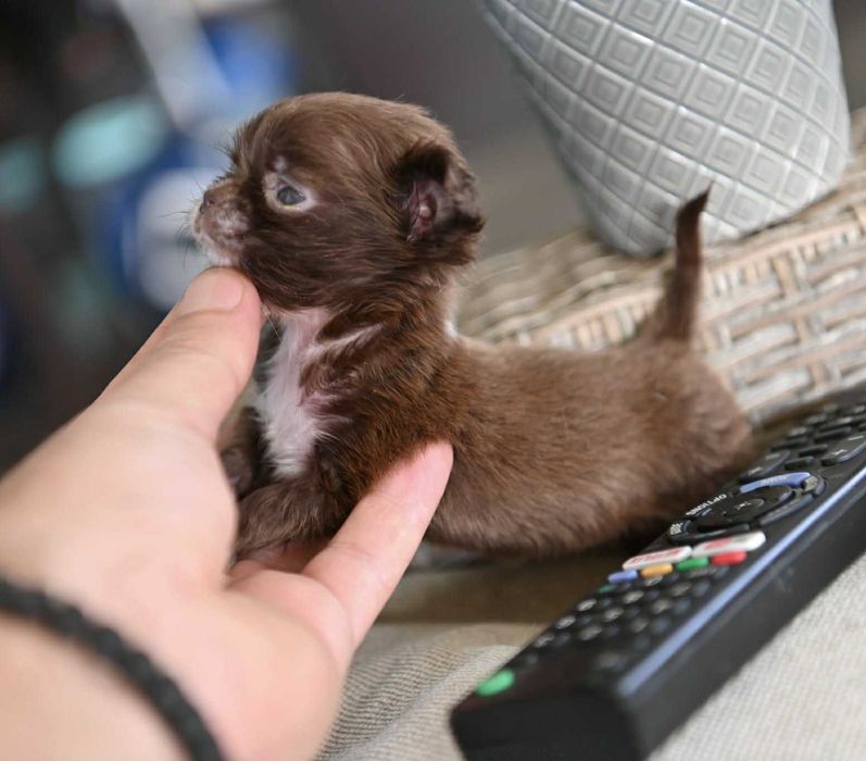 Женско миниатюрно чихуахуа дългокосместо шоколадово