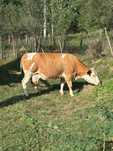 Vacă Bălțată Românească / Gestantă 2luni / 550 kg