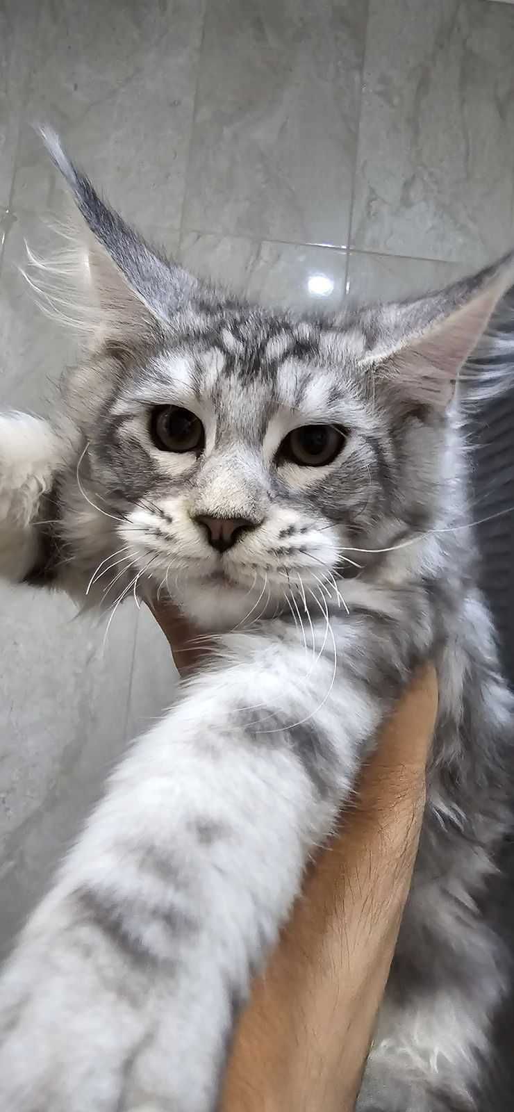 Котенца мейн кун