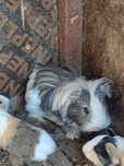 Porcușori de guinea pereche