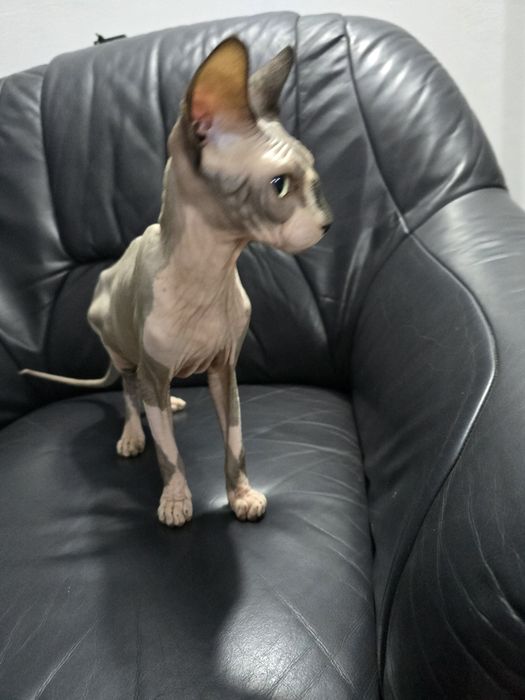 Se vinde motănel rasa sphinx
