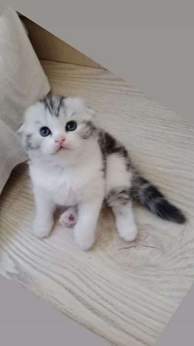 Роскошные котята