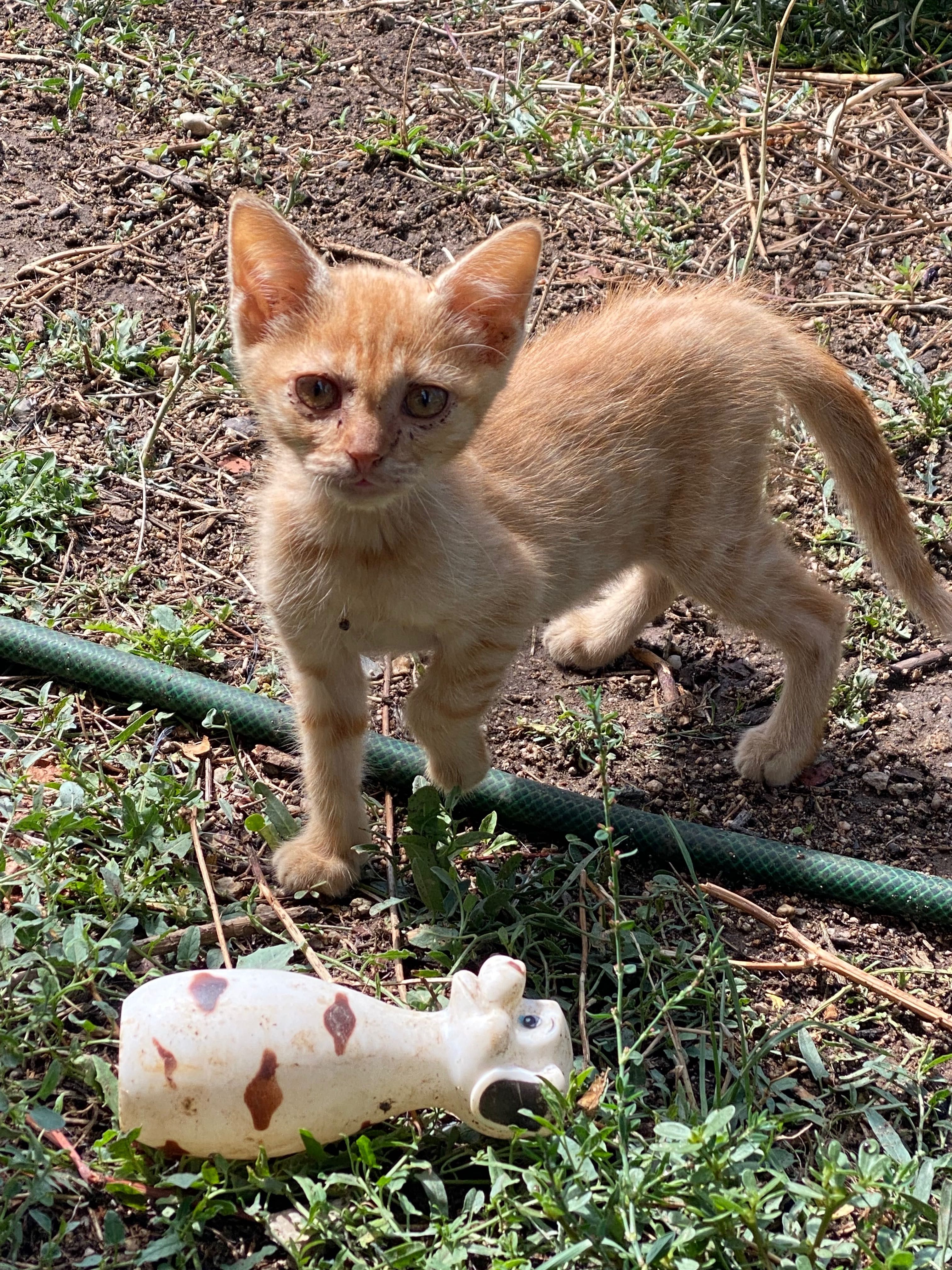 Подарявам малки котета