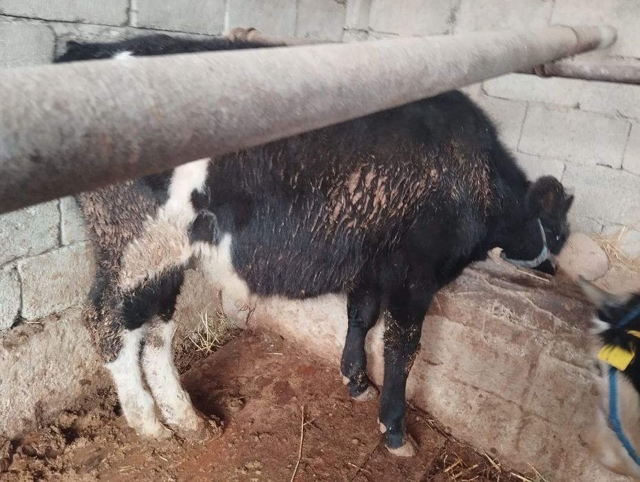 Буқа сатылады келисим бар