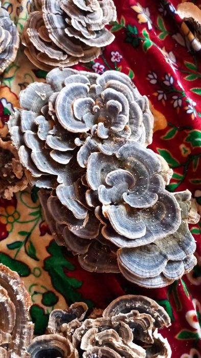 Ciuperci uscate medicinale coada curcanului