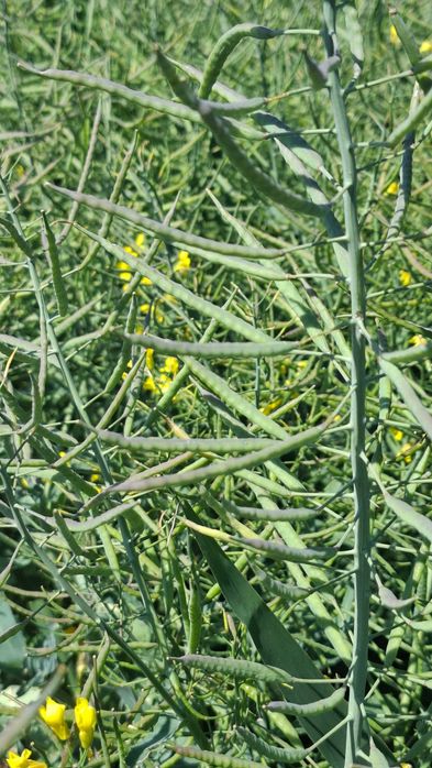 Vând fermă agricola