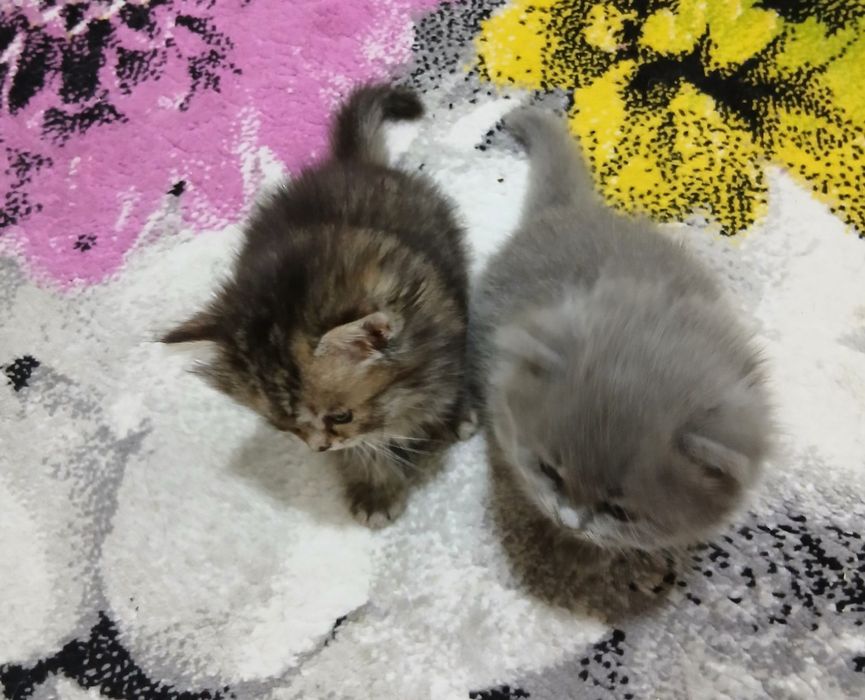 Породистые котята от сер. Шеншиллы