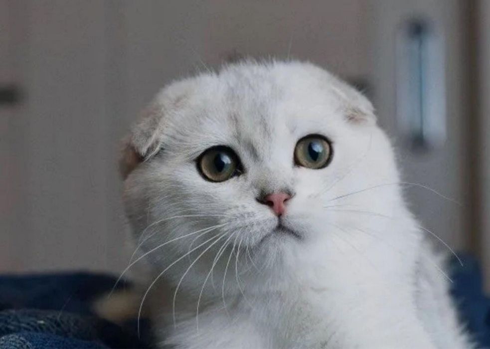 Шиншилла серебро мальчик