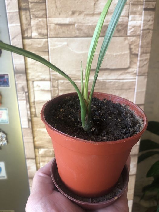 Комнатный цветок финиковая пальма