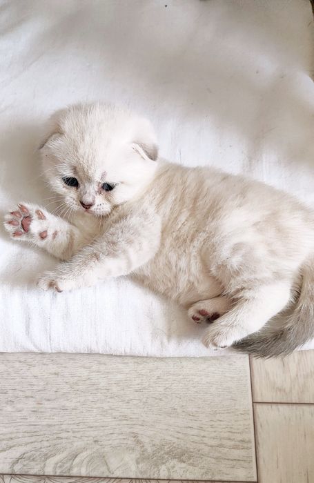 Открыта бронь на вислоушек милашек!