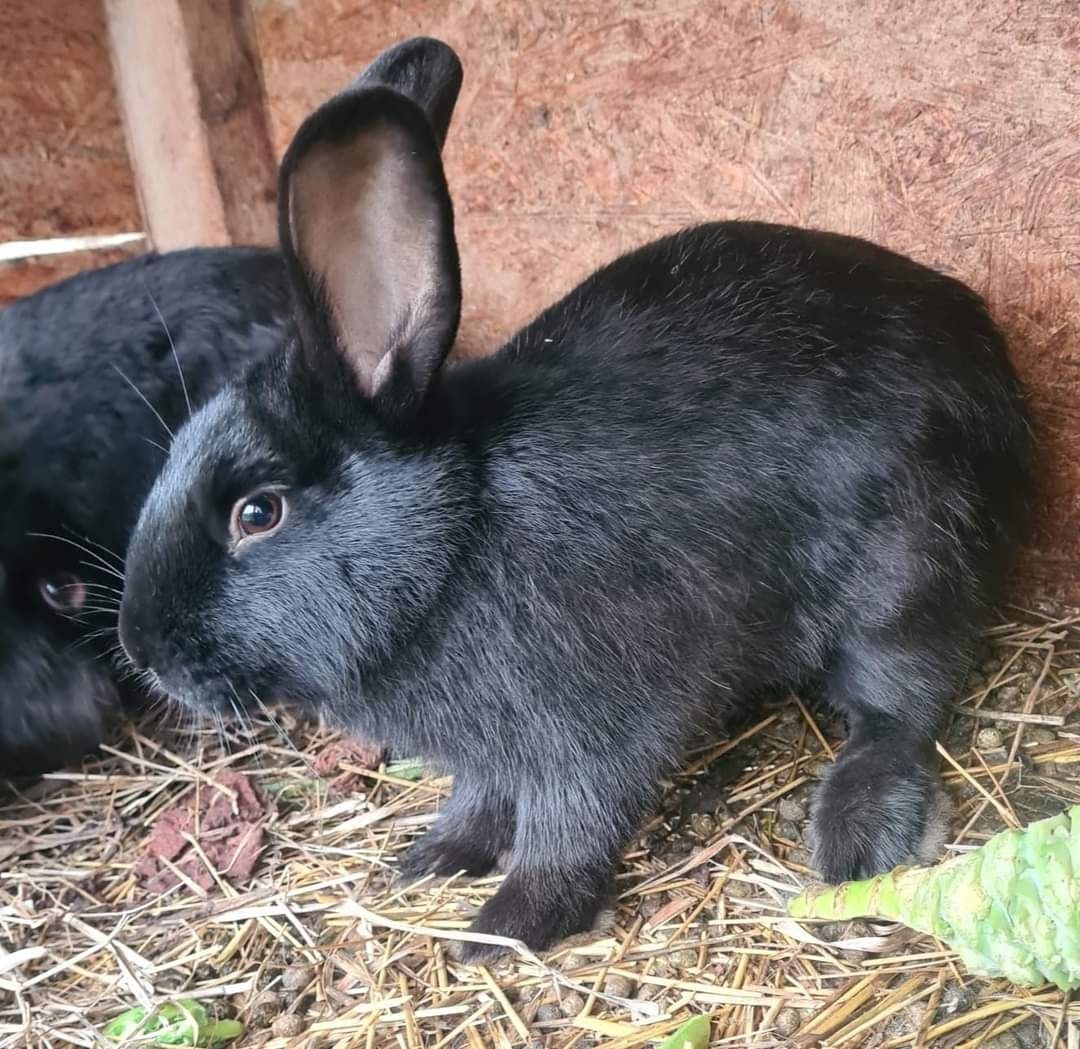 Iepuri rasa California, varsta ideala pt reproducere