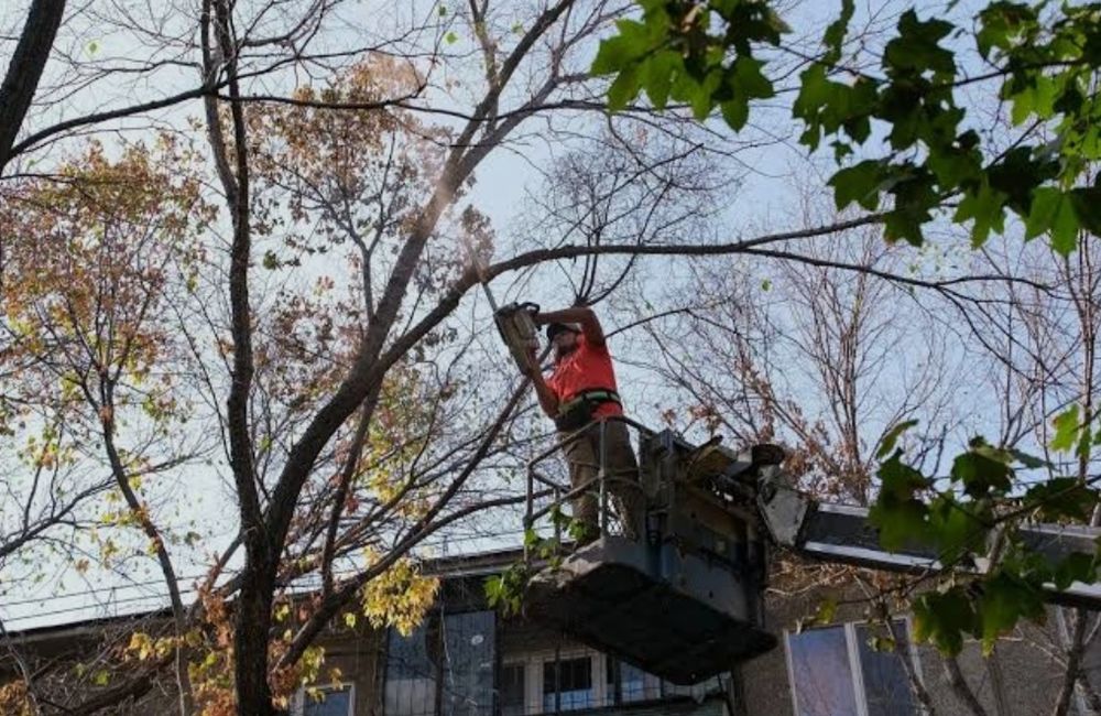 Ағаш кесу,спил деревьев,обрезка