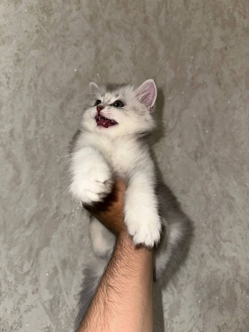 Котенок девочка породистая  Silver shaded Persian