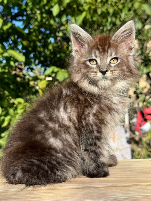 Мейн Куун Maine coon предлага котенца шоу-клас