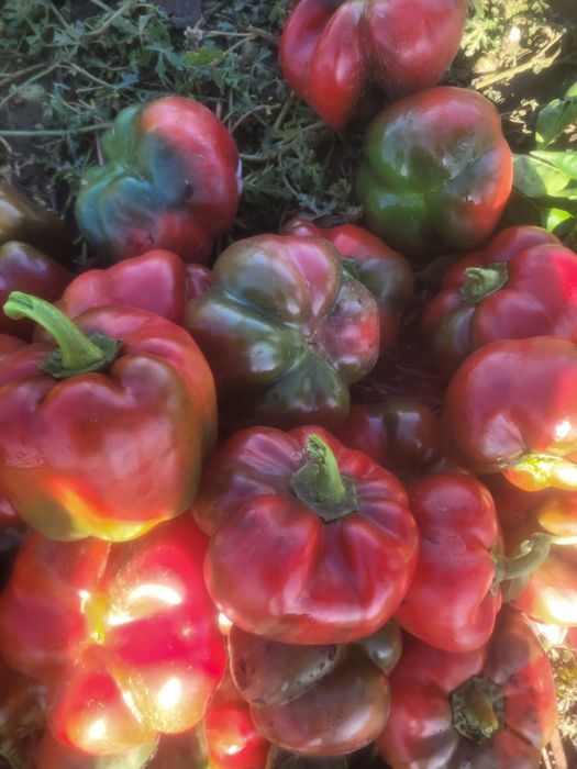 Vând gogoșar și kapia