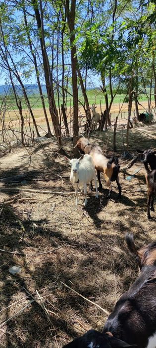 Țap Alpin metis cu sanen