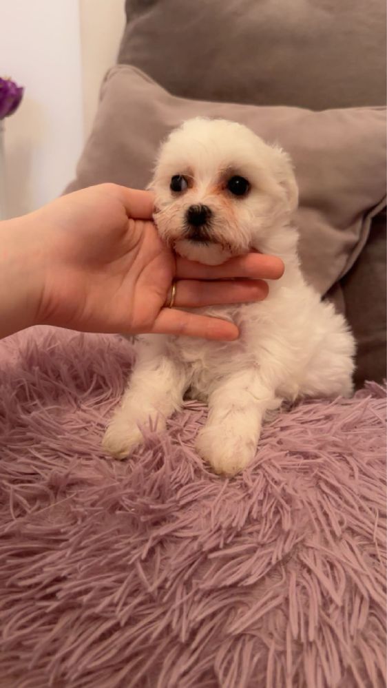 Pui bichon maltese