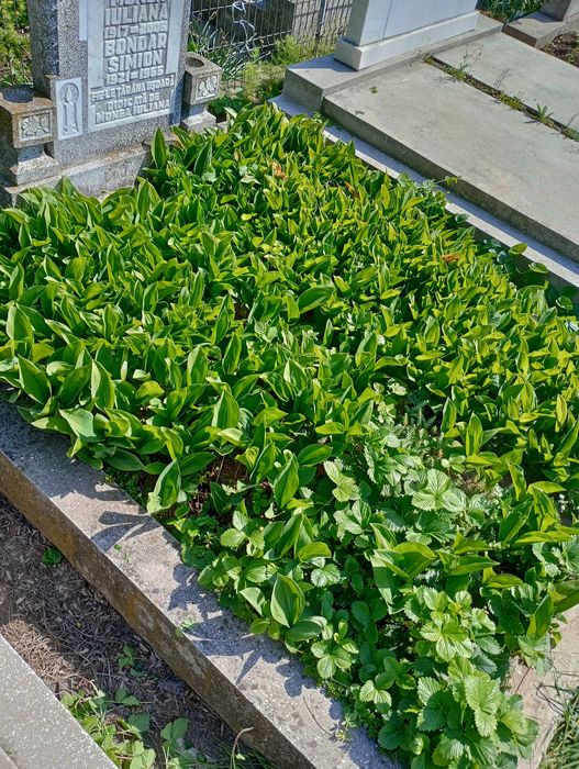 Vind 2 locuri cimitir Arad Eternitatea