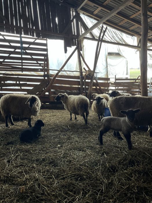 Oi de vanzare din rasa sulfok, toate,in lot, sau pe ales,la400€-200€