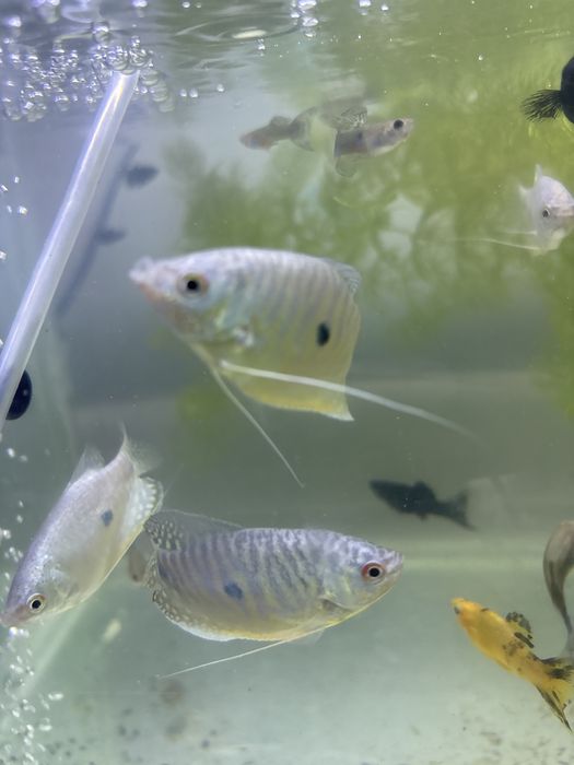 Голубой гурами подростки