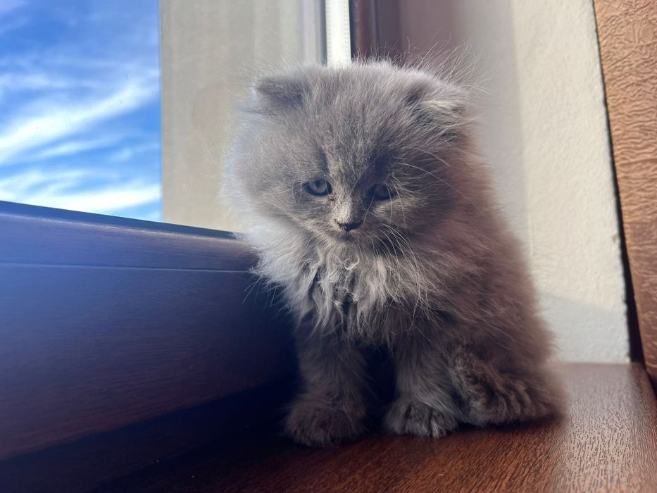 Vând pisici british long hair