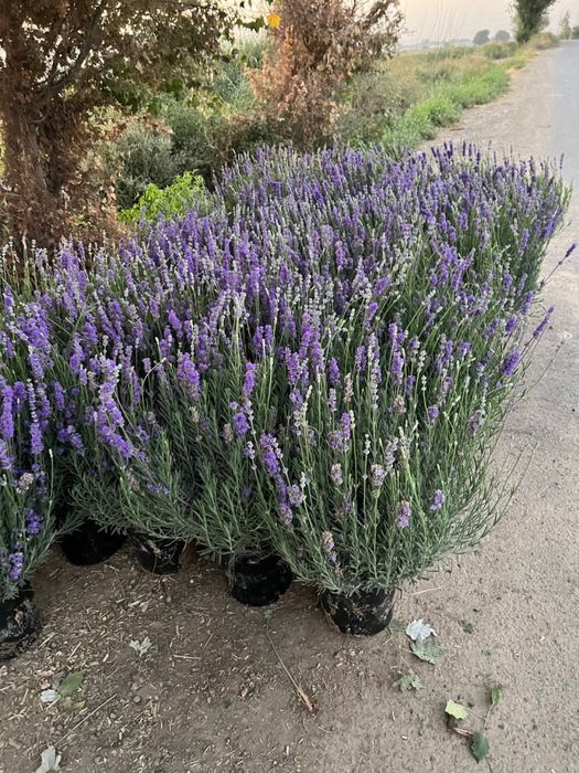 Lavanda gullari sotiladi