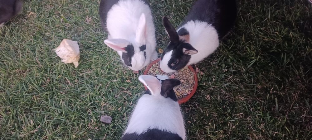 Iepuri olandezi mărime medie