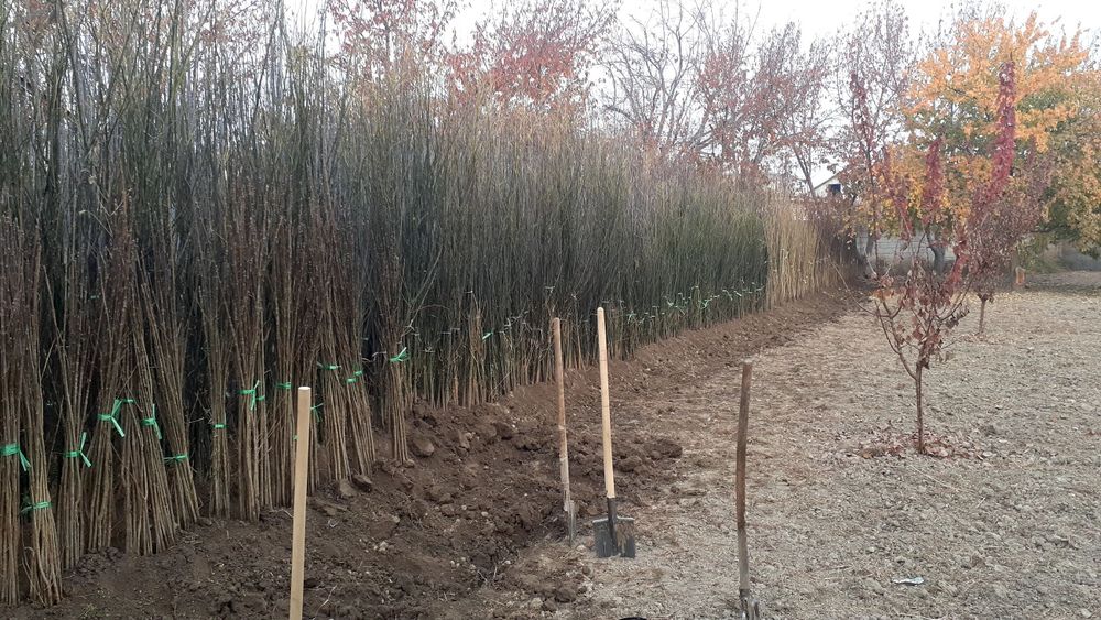 Klyon, yasin, sakura, akatsiya