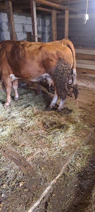 Vind vacă 5ani gestantă