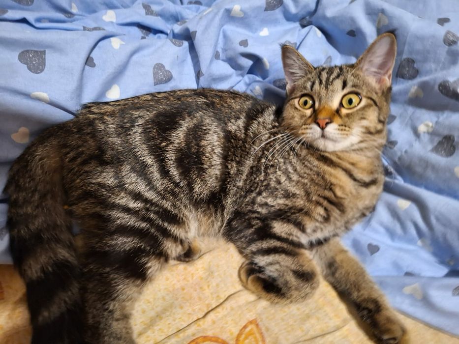 Мраморный шотландец 5 месяцев