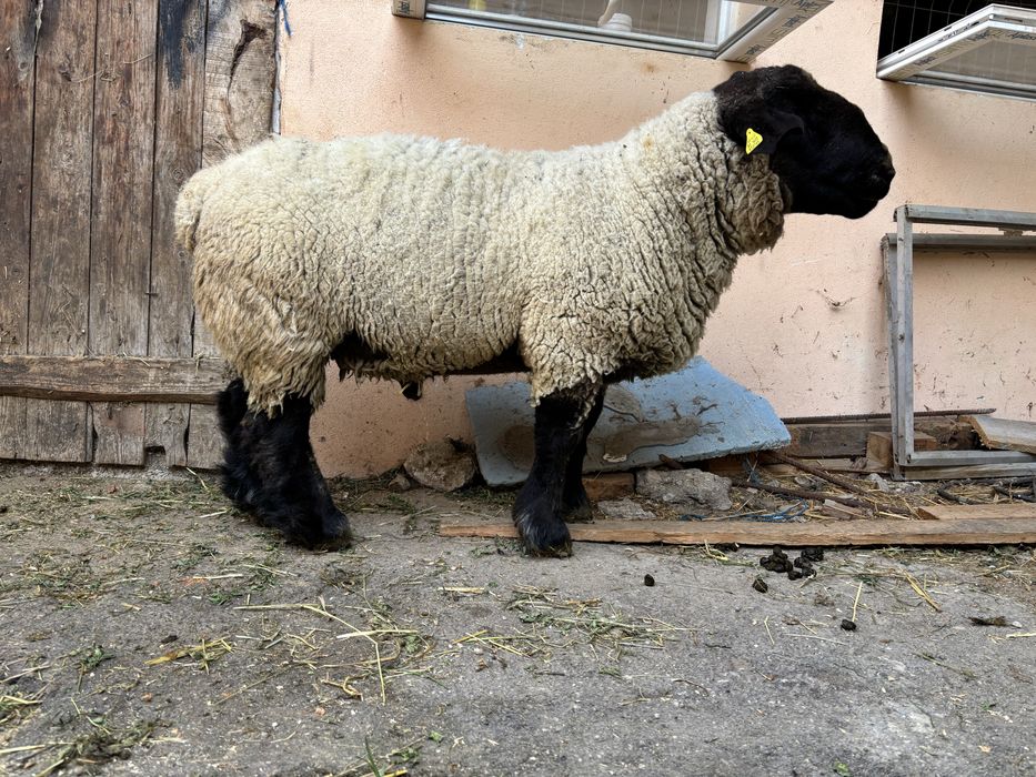 Vând berbec suffolk