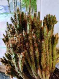 Кактус цереус, кактус цветущий, комнатное растение