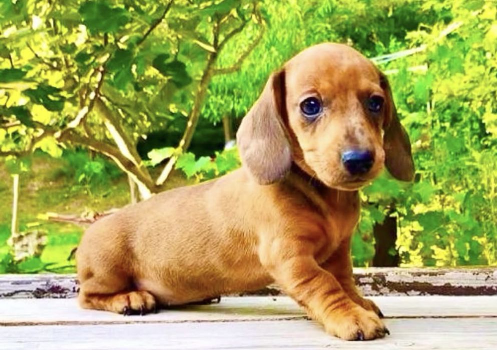 Teckel superb 1200 lei