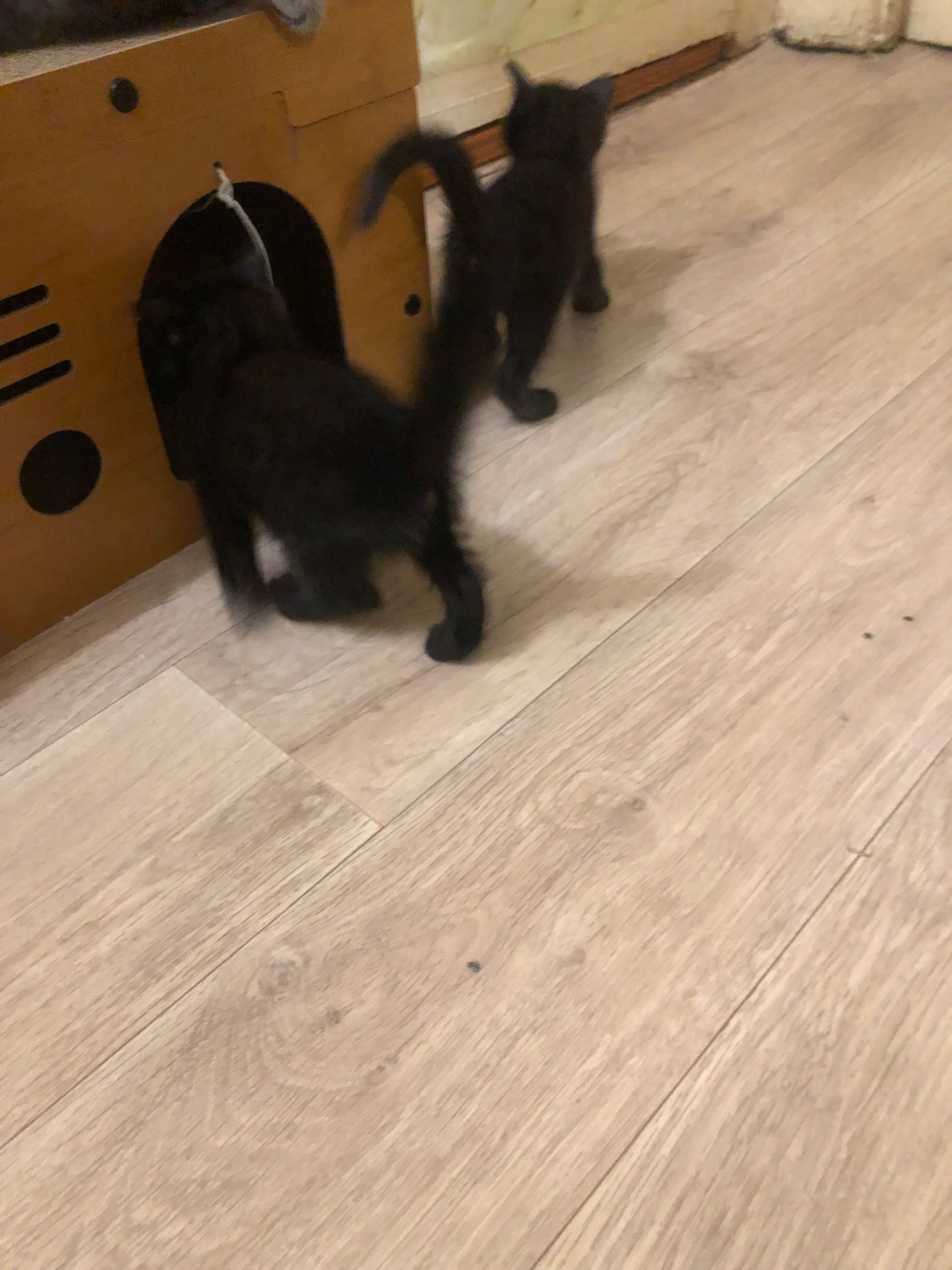 Отдам котят в добрые руки