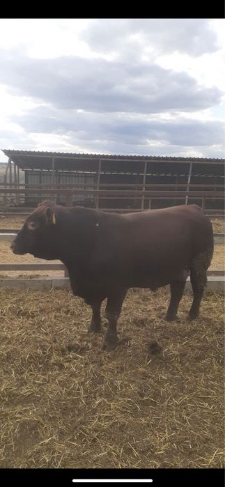 Телешко месо 10 евро ,20лв за  кило