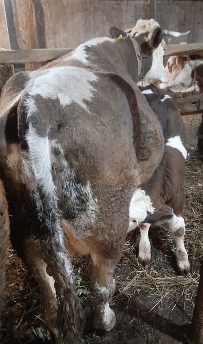 Vacă cu vițel de vanzare