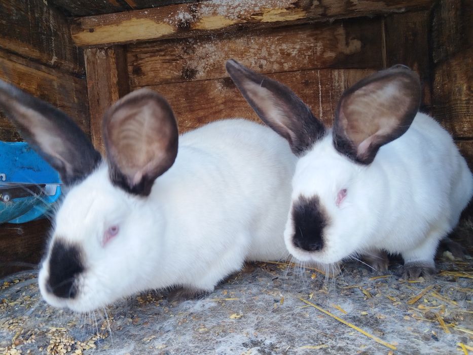 Iepuri, Gaini si Cocosi Brahma HD, Urias de Transilvania