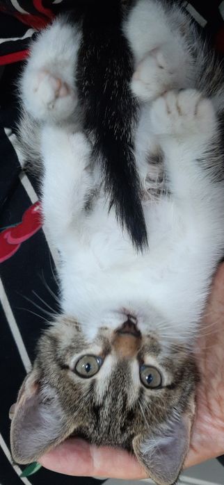 Котенок маленкий