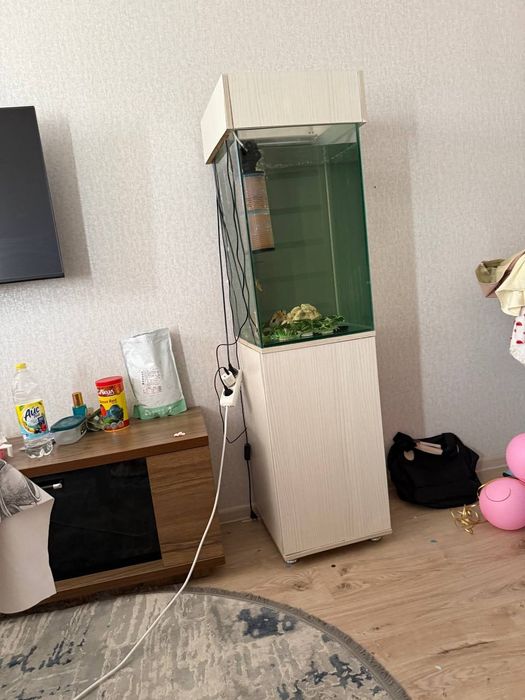 Akvarium kampilekt sotiladi