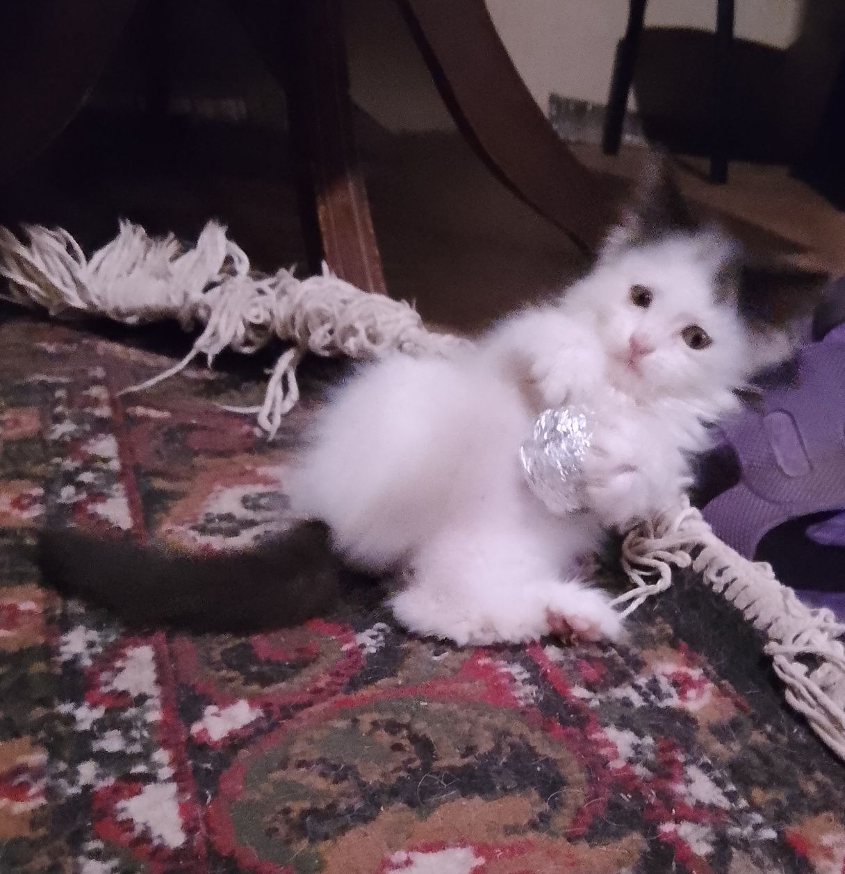 Прелестный умный котёнок