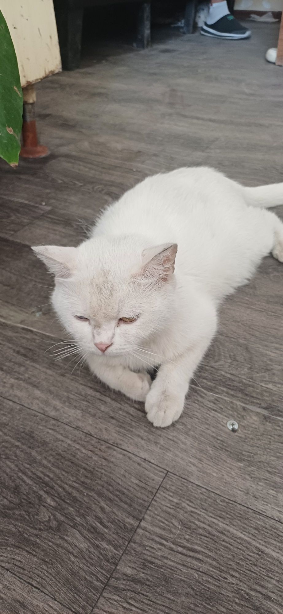 Turkiy Angora mushuklari oq rangli, ipaksimon yungli