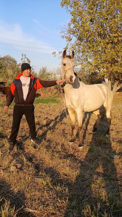 Той сотилади !!!