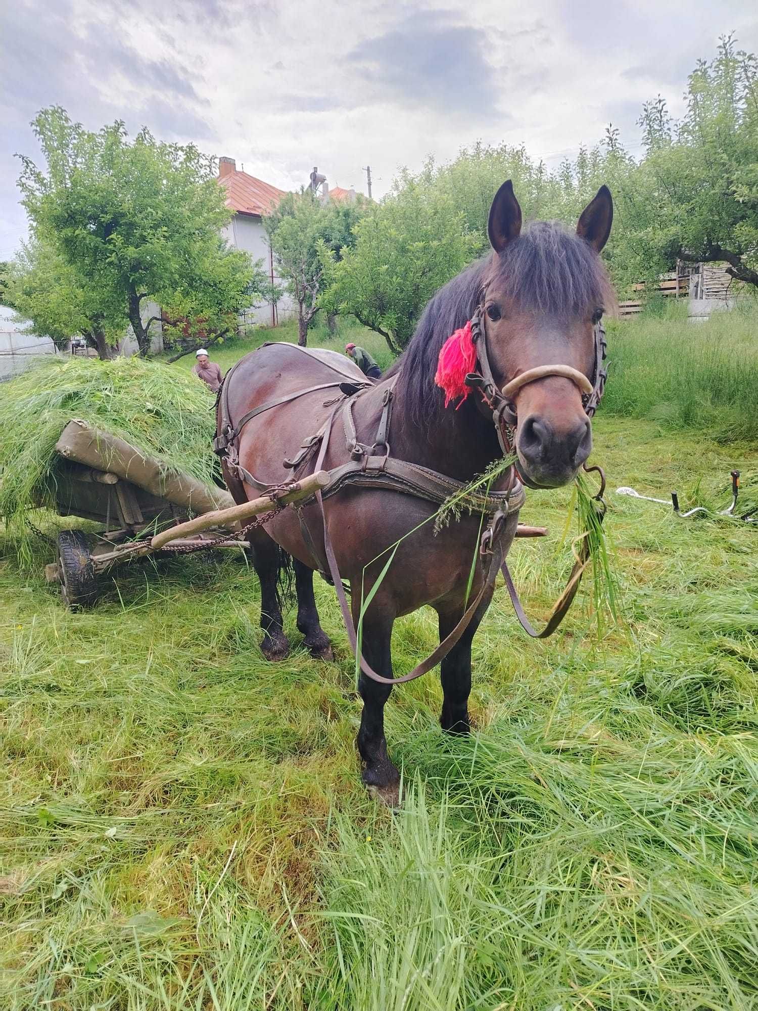 Armăsar de vânzare
