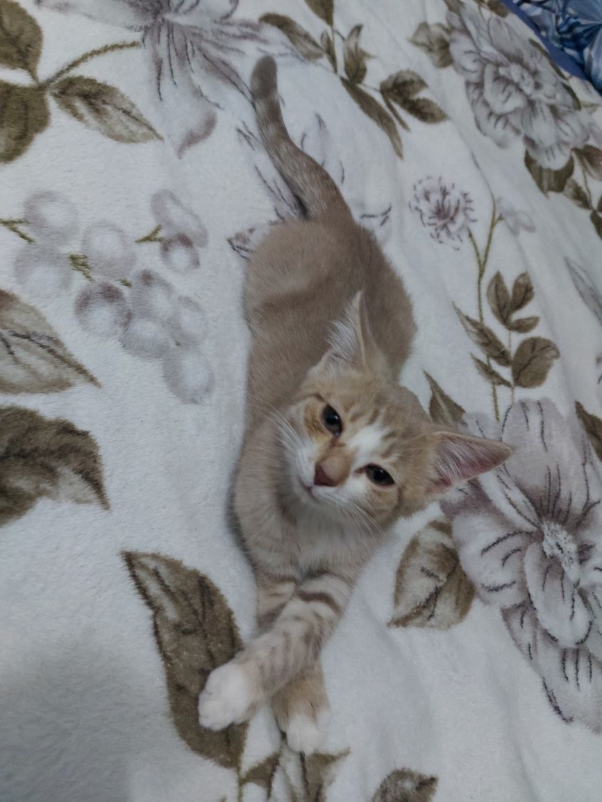Котёнок (девочка)