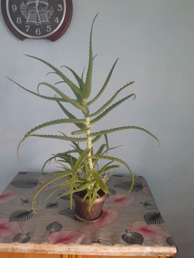 Лечебное растение Алоэ