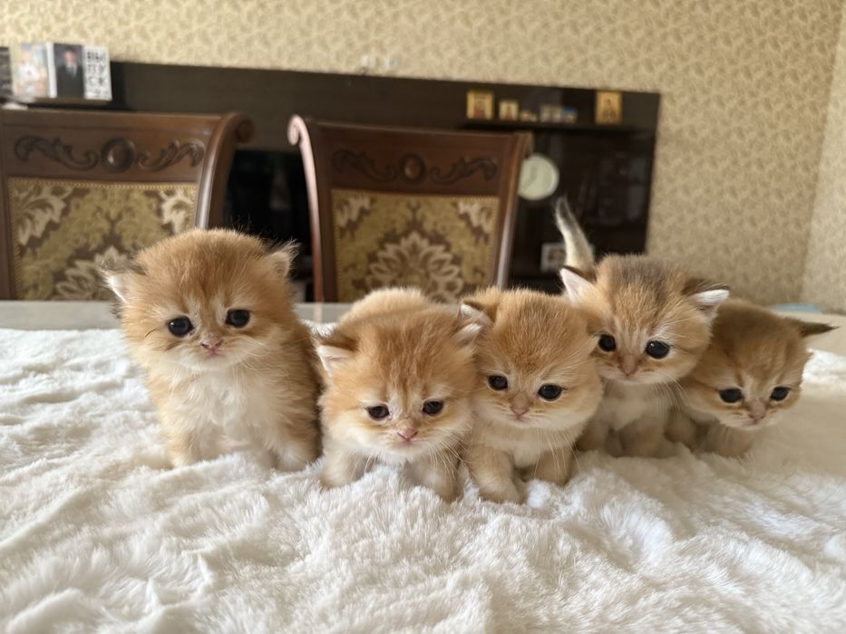 Британские золотые шиншиллы из питомника