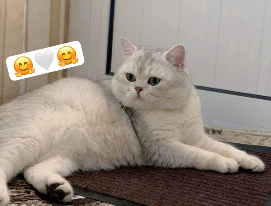 Вязка кот Британский Шиншилла