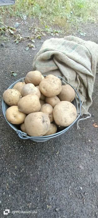 Продам Дачную картошку.Ведро 10л- 3.000 тг. Доставка бесплатно от2 вед