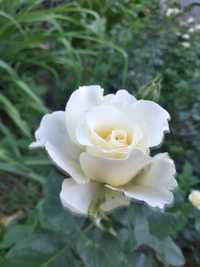 Роза Саженцы Розы продаётся оптом и в розницу Розы