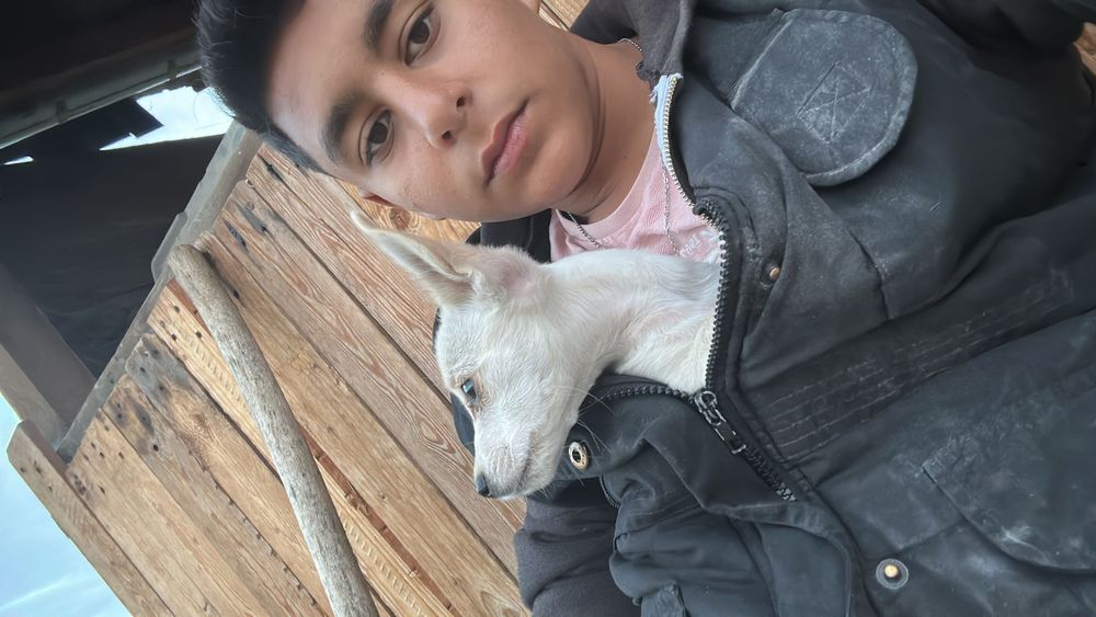 Продавам мъжко chichiua